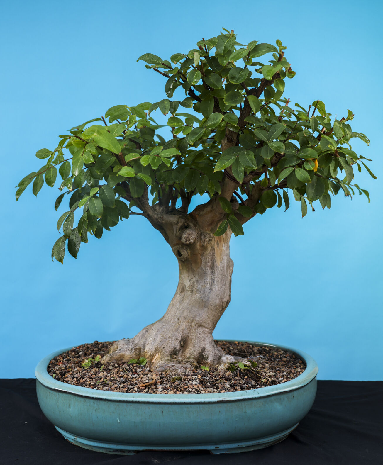 NO.bonsai.io.081322.07.jpg